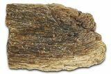 Fossil Tyrannosaur (T rex) Bone Section - Wyoming #382635-1